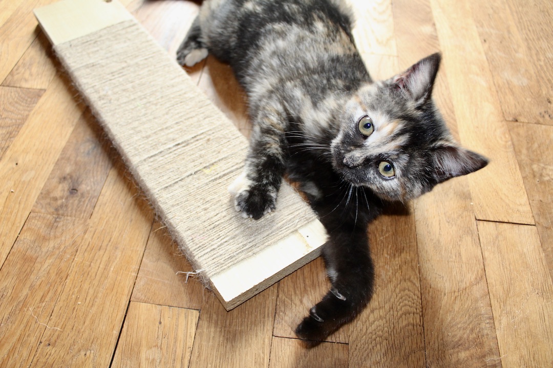 Tuto : Comment faire un griffoir pour chat ? - Pepnaf