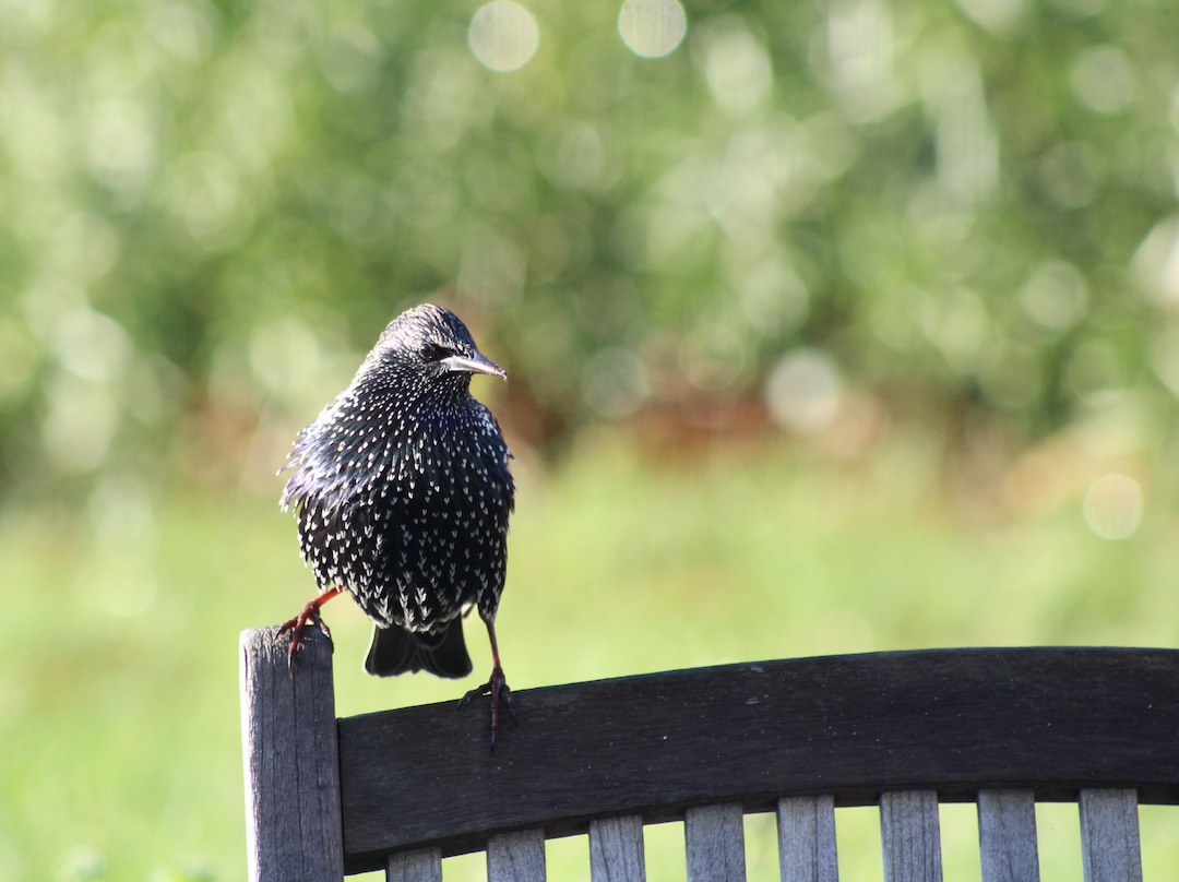 Comment faire des boules de graisse pour les oiseaux ? - Pepnaf