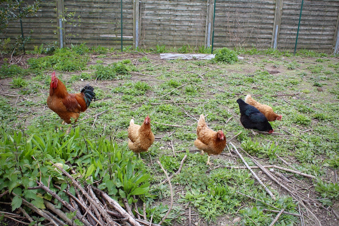 Comment Accueillir Et élever Des Poules ? - Pepnaf